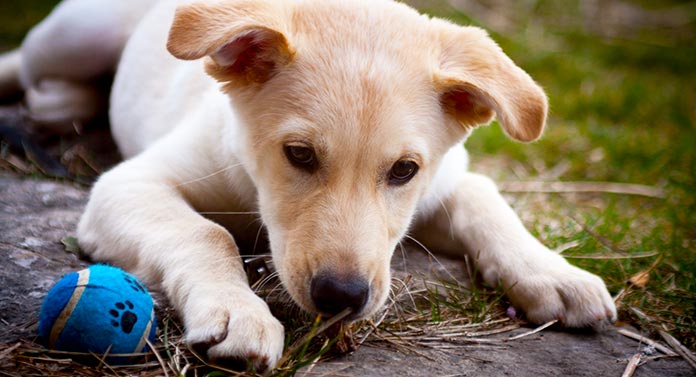 can you raise a lab and husky together