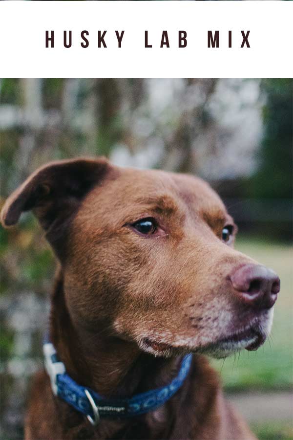 can you raise a lab and husky together