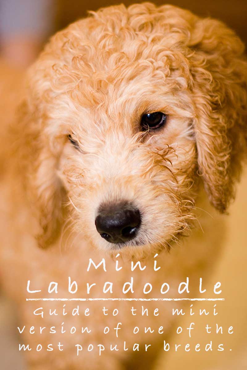 mini labradoodle