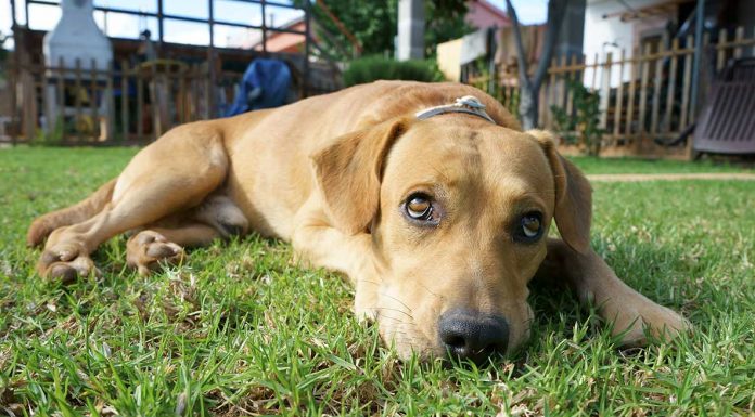 what is apoquel for dogs page 3 of 44 the labrador site what is apoquel for dogs page 3 of 44 the labrador site