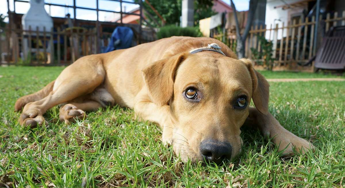 Apoquel For Dogs Uses, Safety And Dose