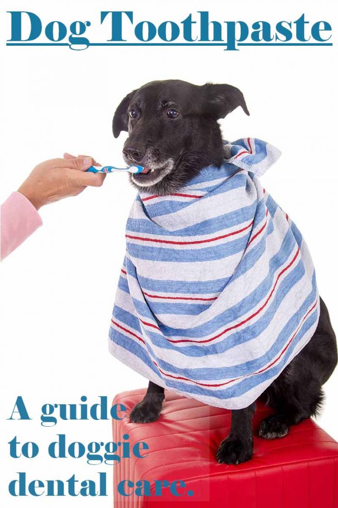 Best Dog Toothpaste Options Reviews And How To Use Them