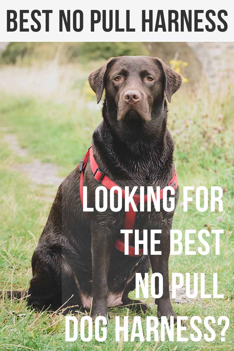 no pull harness best no pull harness reviews and informative tips no pull harness best no pull harness reviews and informative tips