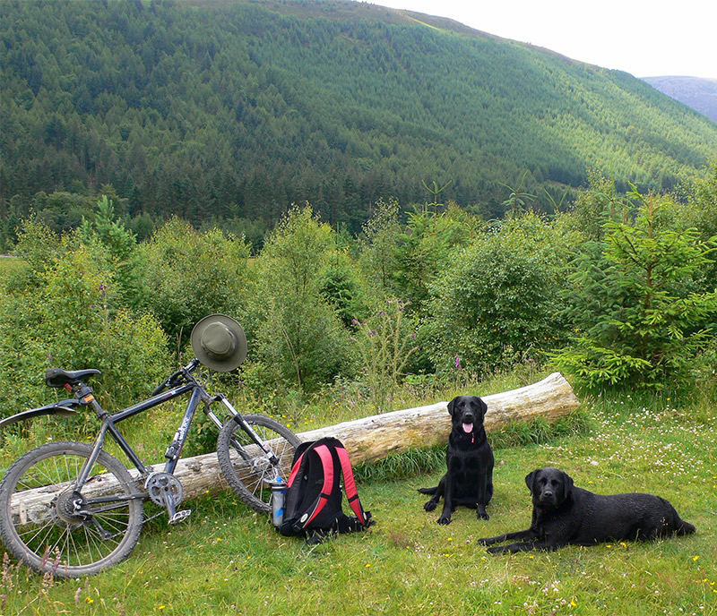 biking with dogs