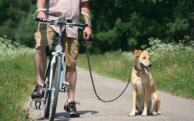 biking with dogs