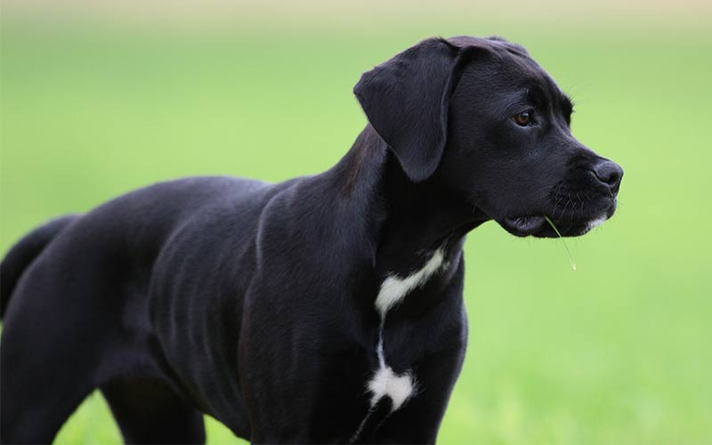 mixed lab dogs