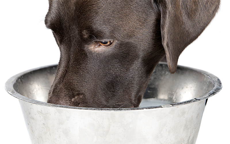 can we give milk to labrador puppy