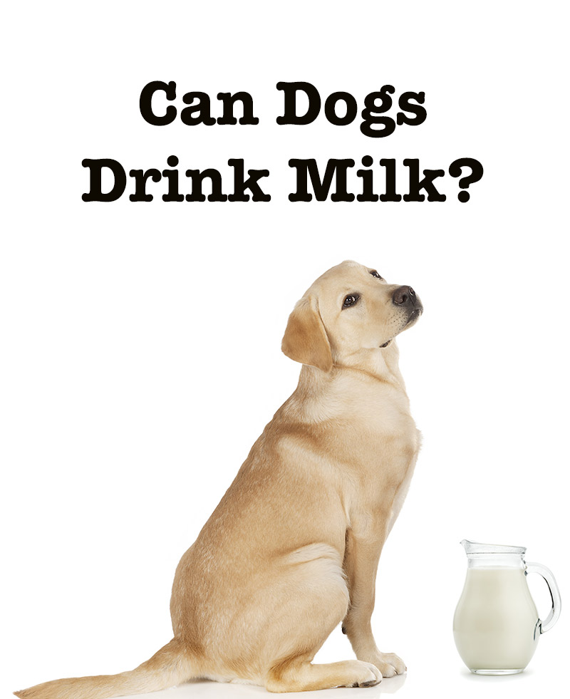 do dogs like milk