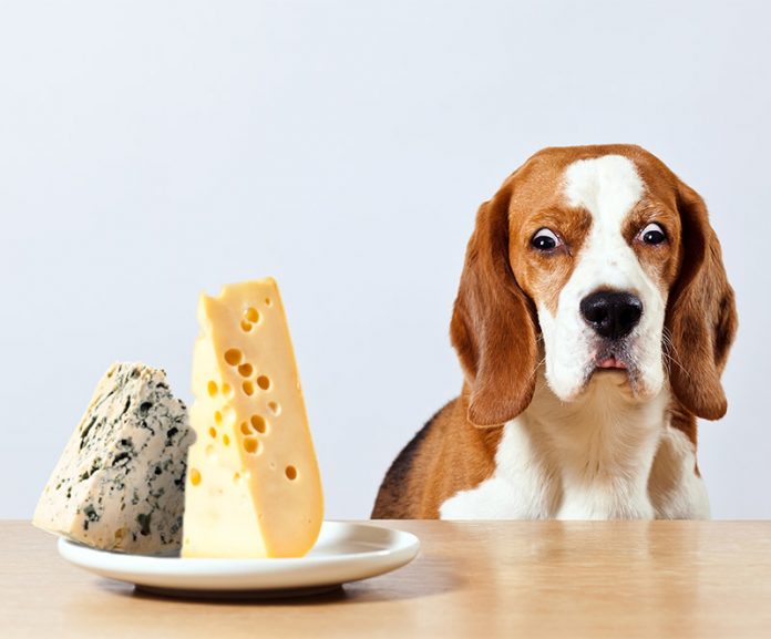 Can Dogs Eat Cheese, Or Is Cheese Bad For Dogs?