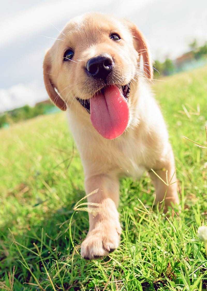 Coconut Oil For Dogs Separating The Myths From The Facts