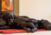 best dog crate furniture