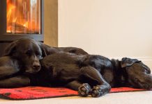 best dog crate furniture