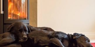best dog crate furniture