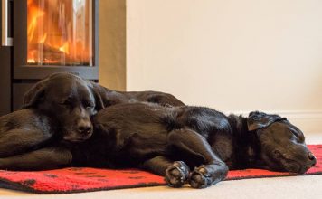 best dog crate furniture