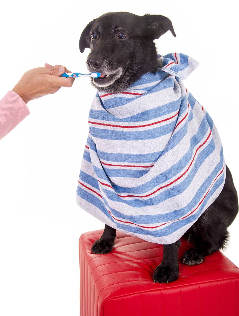 Best Dog Toothpaste Options Reviews And How To Use Them