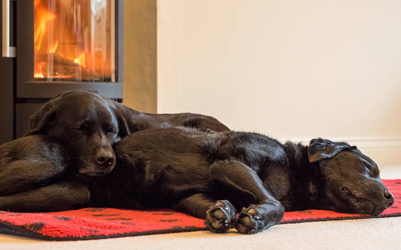 rug living room dogs