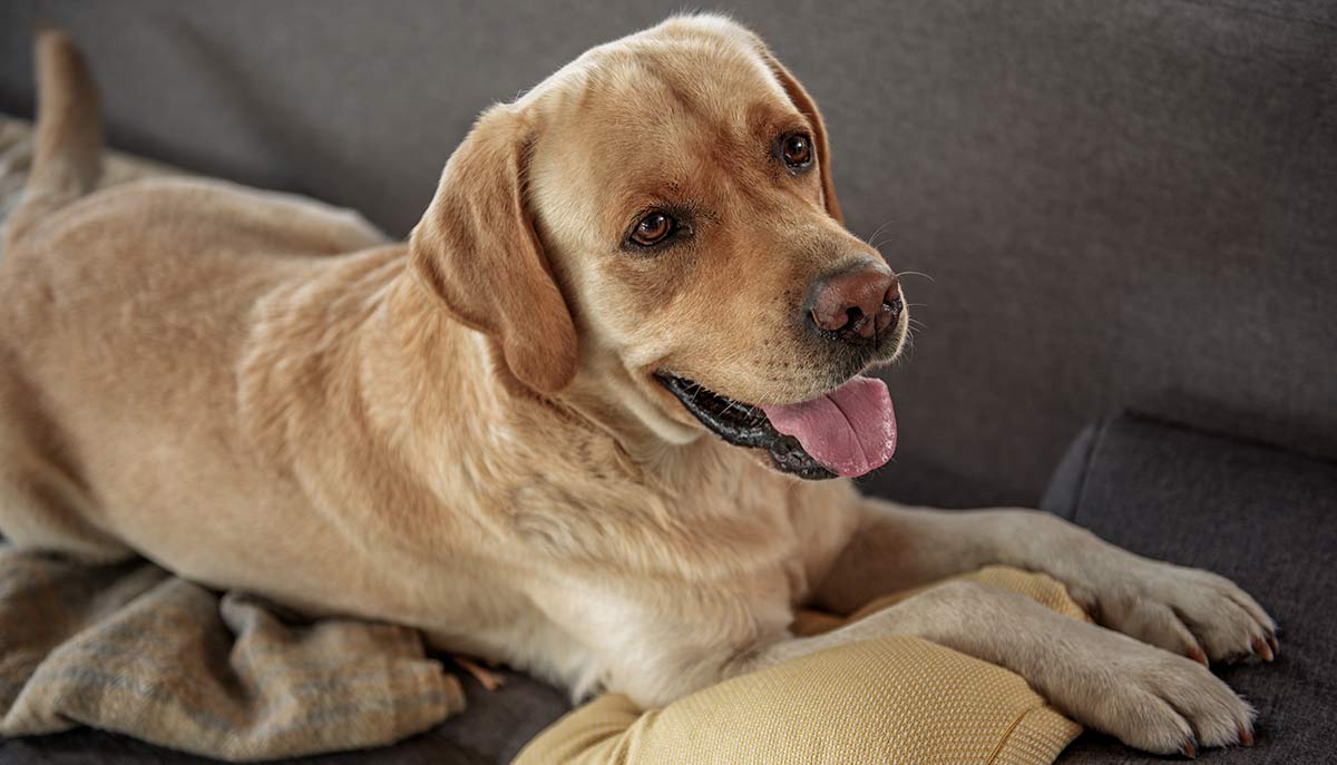 We help you choose the best dog crate furniture
