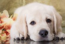 Girl Puppy Names