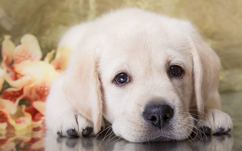 Female Dog Names - The Top Names For Gorgeous Girls