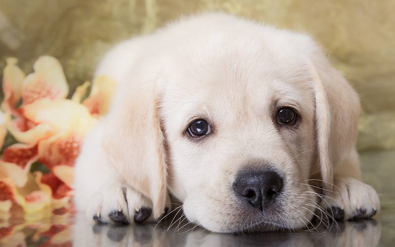 labrador puppy names female