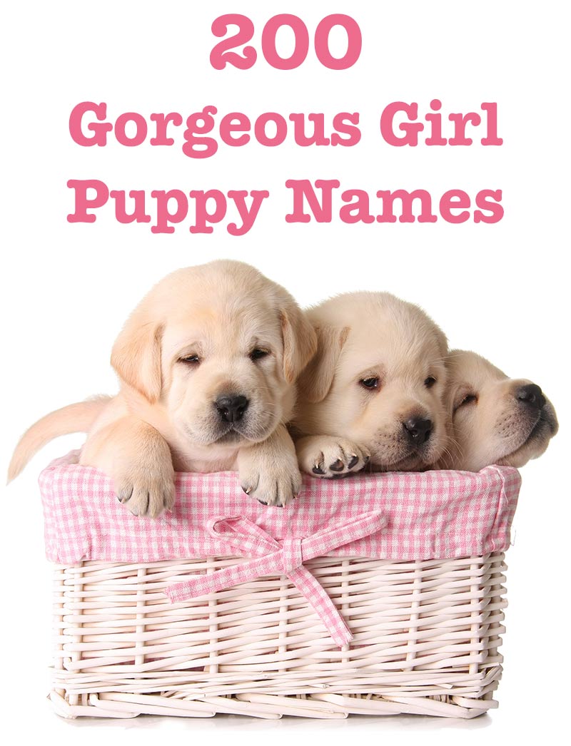 Female Dog Names - 99 Great Girl Puppy Name Ideas