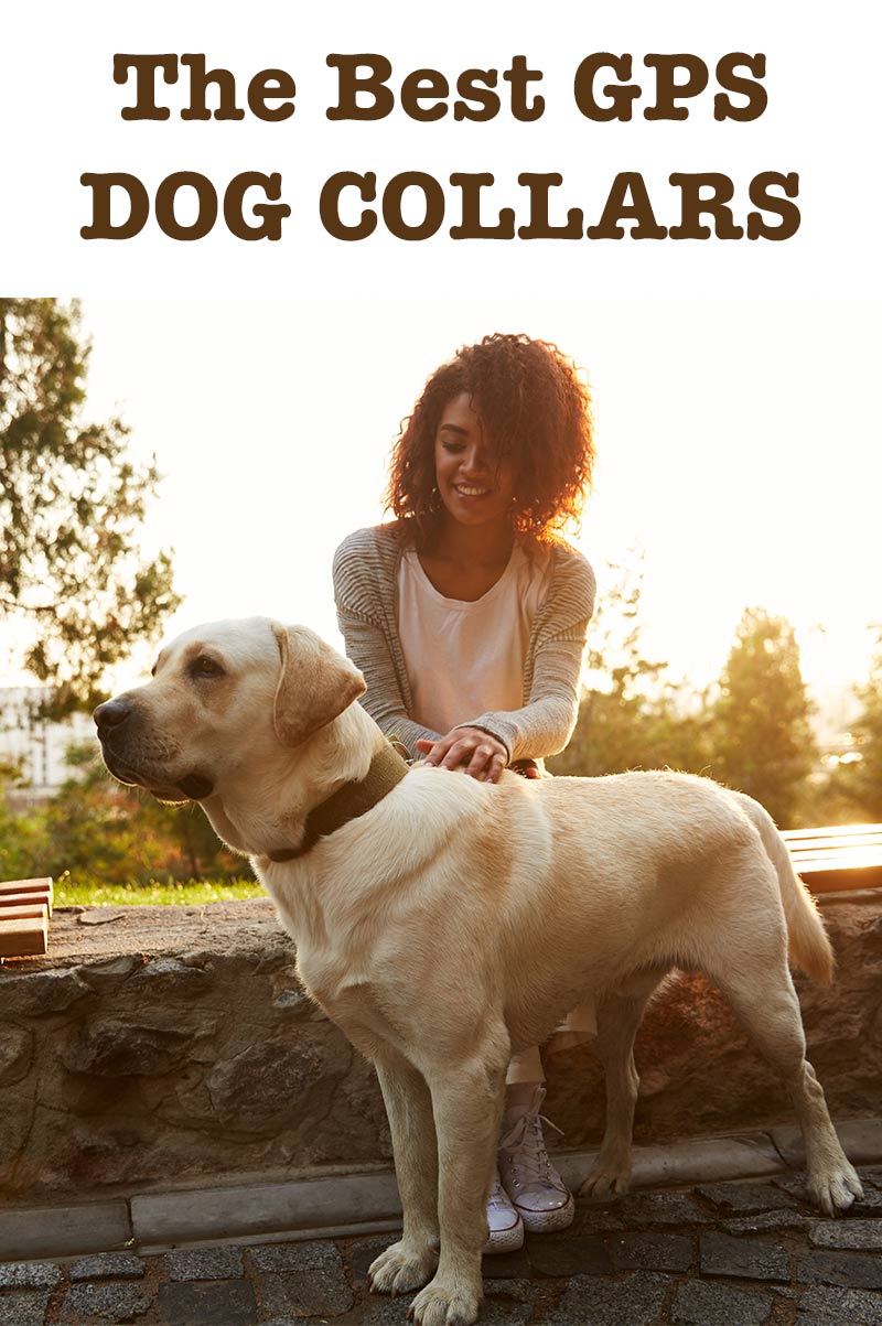 The Great GPS Dog Collar Review Your Dog Tracker Guide