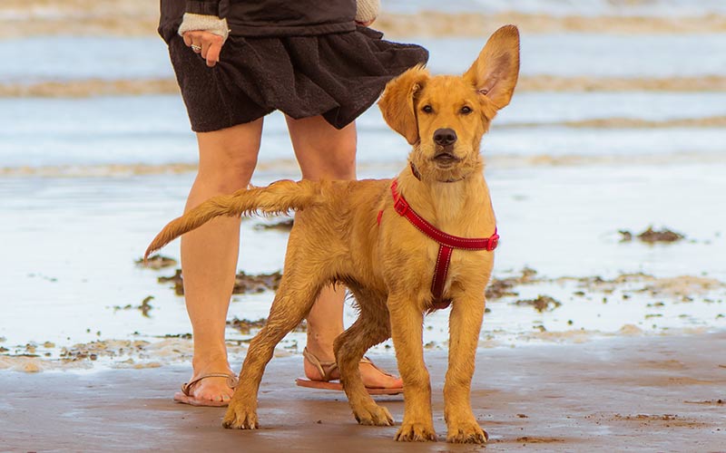 best no pull dog harness