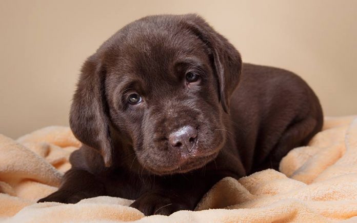 Best bedding option for puppies