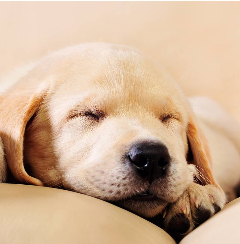 adorable sleeping yellow puppy