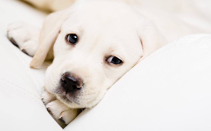 Cute yellow lab puppy on white sofa