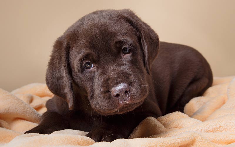 dog bed electric blankets