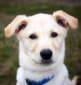 Husky Lab Mix - A Complete Guide To The Huskador Dog