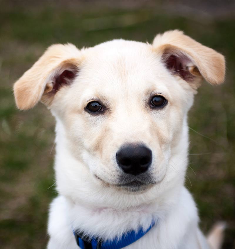 can you raise a lab and husky together