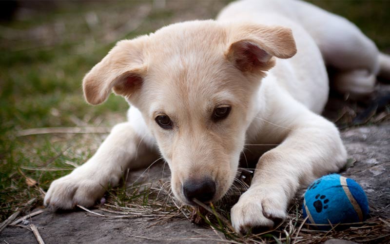 Funny Husky Black Lab Mix Puppies