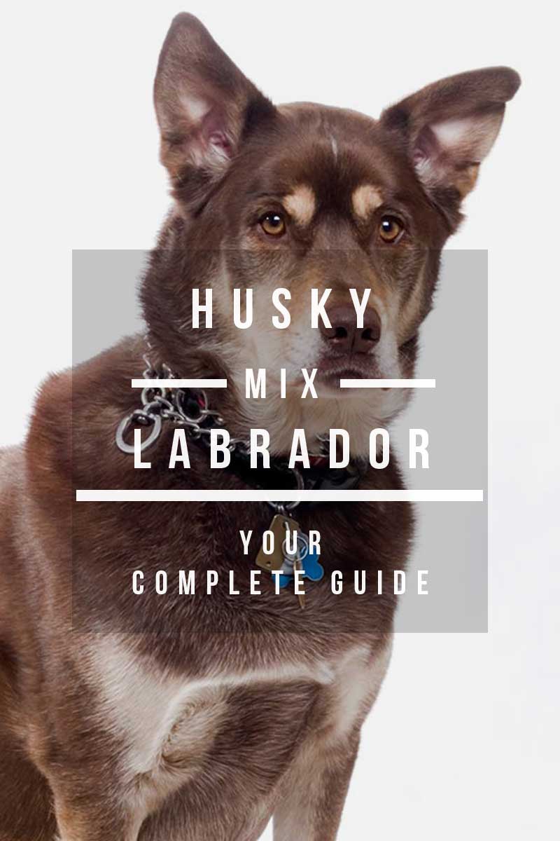 Husky Labrador Mix - Your complete guide to the Labrador Husky cross breed.