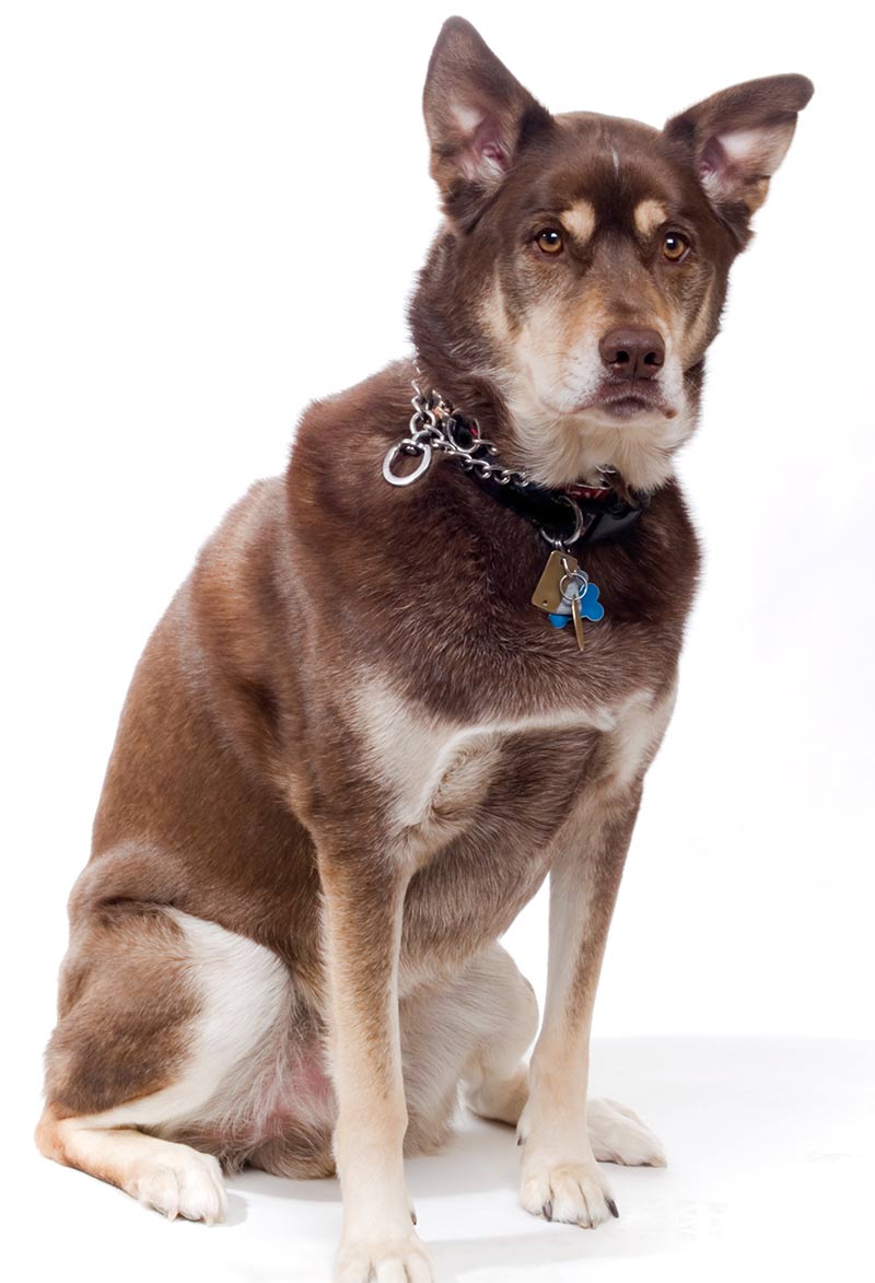 chocolate lab mixed with husky