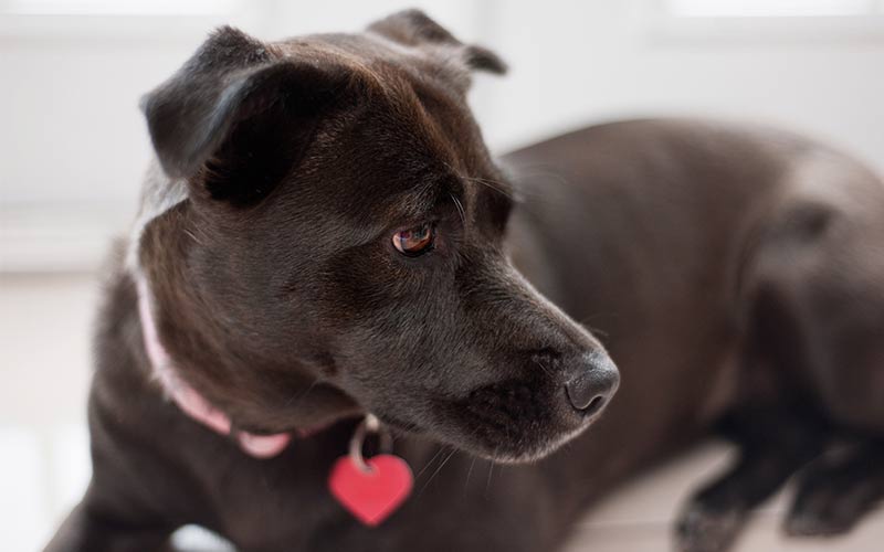 chocolate lab mixed with pitbull