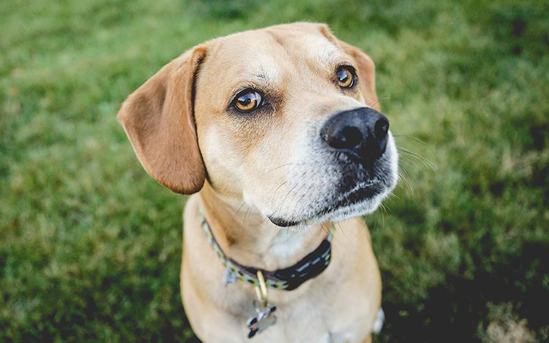 pitbull lab mix