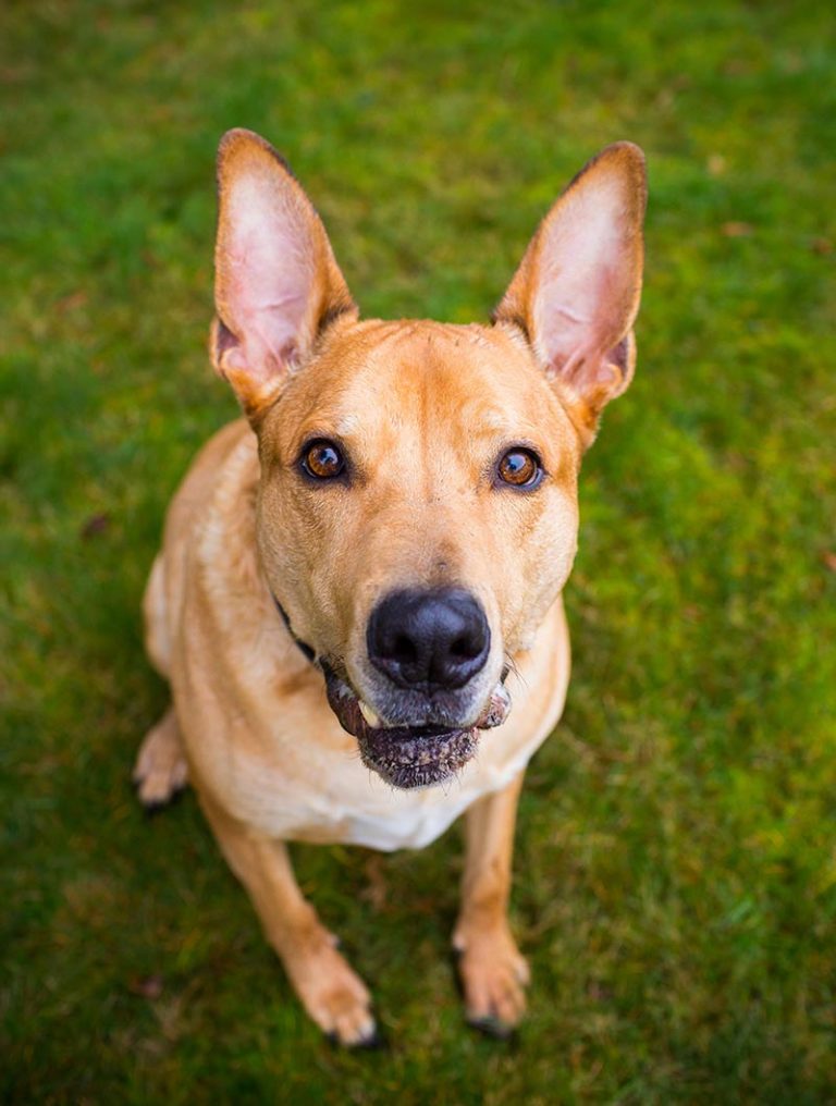 Pitbull Lab Mix Bullador Breed Traits And Care