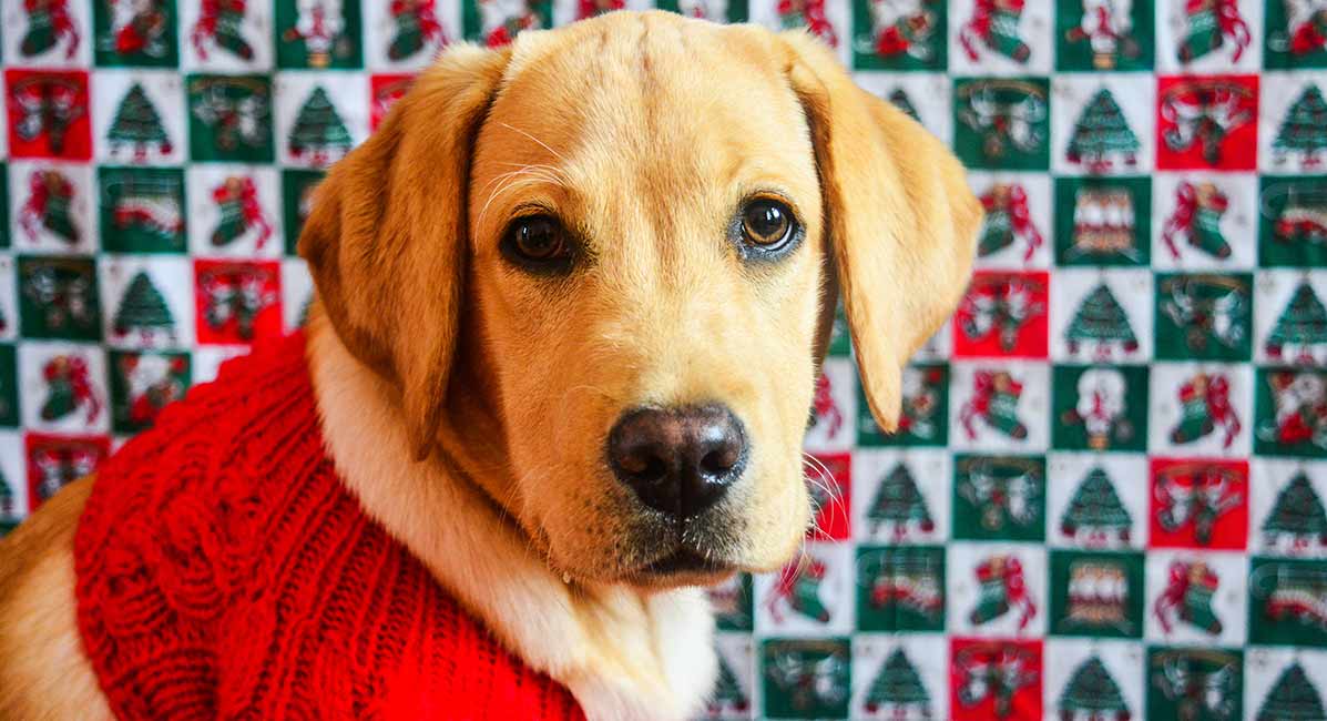 yellow lab christmas sweater