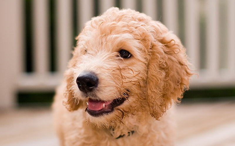 mini labradoodle