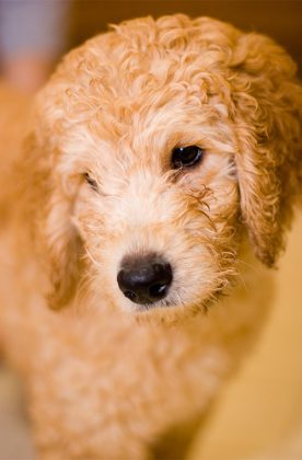 labradoodle poodle labradoodles friendly