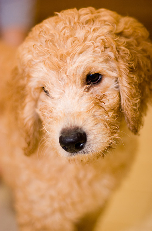 Mini sales labradoodle dogs