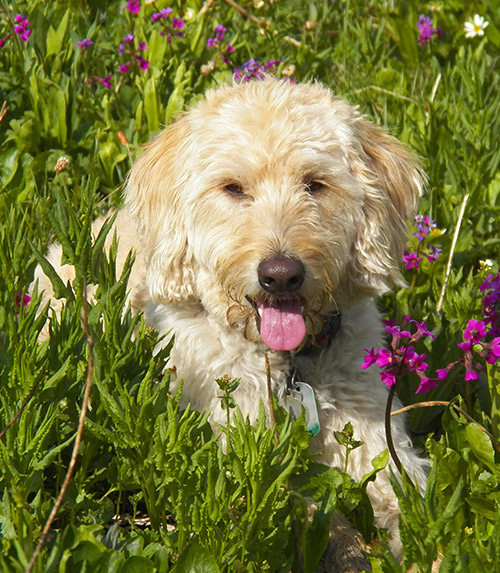 white miniature labradoodle