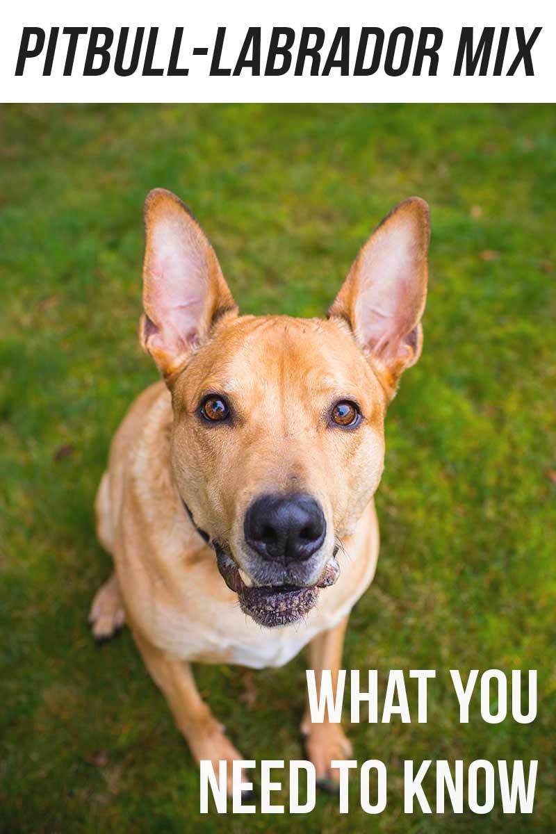 pitbull lab mix