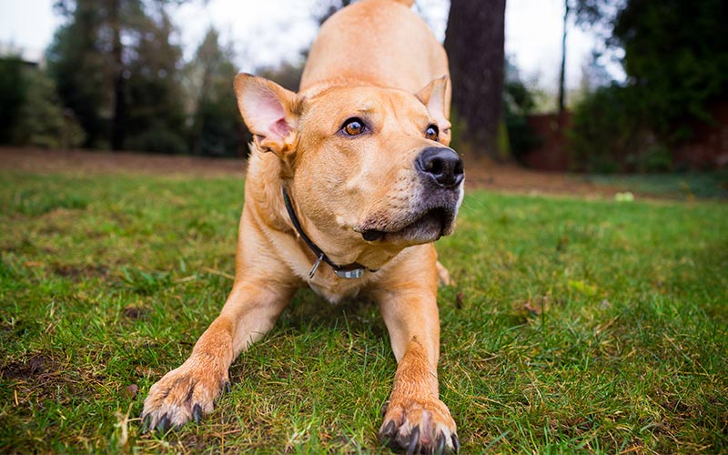 pitbull lab mix
