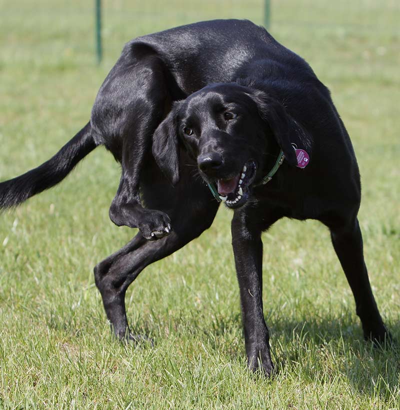 Using apoquel for dogs that are scratching