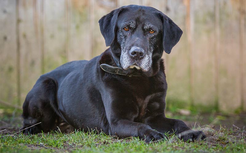 a good dog food for older dogs