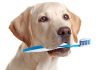 best dog toothpaste