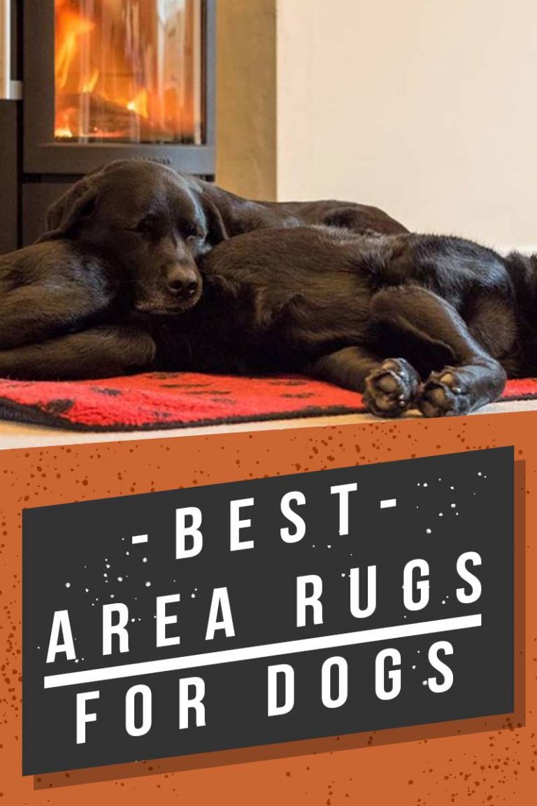 Best Area Rugs For Dogs - Chew To Pee Resistant, & Washable Options